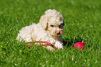 Lagotto Romagnolo Welpe