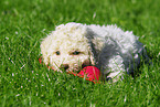 Lagotto Romagnolo Welpe