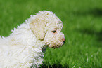 Lagotto Romagnolo Welpe