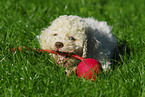 Lagotto Romagnolo Welpe