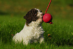 Lagotto Romagnolo Welpe