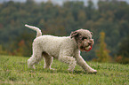 spielender Lagotto Romagnolo