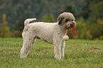 Lagotto Romagnolo