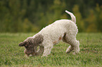 spielender Lagotto Romagnolo