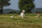 laufender Lagotto Romagnolo