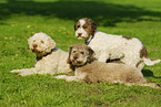 Lagotto Romagnolos