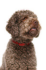 Lagotto Romagnolo Portrait