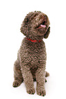 sitzender Lagotto Romagnolo