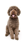 sitzender Lagotto Romagnolo