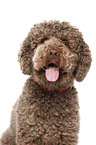 Lagotto Romagnolo Portrait