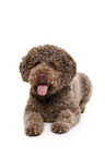 liegender Lagotto Romagnolo