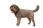 stehender Lagotto Romagnolo