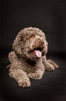 liegender Lagotto Romagnolo