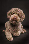 liegender Lagotto Romagnolo