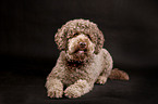 liegender Lagotto Romagnolo