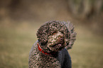 Lagotto Romagnolo Portrait