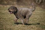 rennender Lagotto Romagnolo