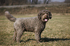 stehender Lagotto Romagnolo