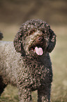 Lagotto Romagnolo Portrait