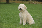 sitzender Lagotto Romagnolo