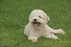 liegender Lagotto Romagnolo