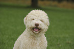 Lagotto Romagnolo Portrait