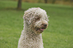 Lagotto Romagnolo Portrait