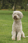 sitzender Lagotto Romagnolo