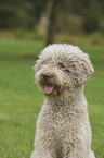 Lagotto Romagnolo Portrait