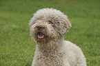 Lagotto Romagnolo Portrait