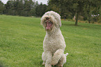 sitzender Lagotto Romagnolo