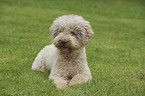 liegender Lagotto Romagnolo