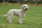 Lagotto Romagnolo