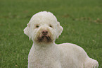 Lagotto Romagnolom Portrait