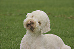 Lagotto Romagnolom Portrait