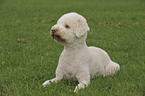 Lagotto Romagnolo