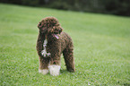 Lagotto Romagnolo