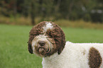 Lagotto Romagnolo Portrait