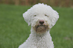 Lagotto Romagnolo Portrait