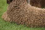 Lagotto Romagnolo