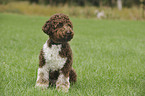 sitzender Lagotto Romagnolo