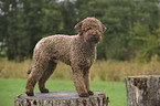 Lagotto Romagnolo