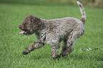 rennender Lagotto Romagnolo