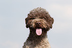 Lagotto Romagnolo Portrait