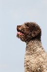 Lagotto Romagnolo Portrait