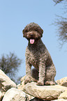 sitzender Lagotto Romagnolo