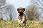 rennender Lagotto Romagnolo