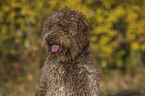 Lagotto Romagnolo Portrait