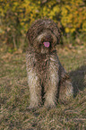 sitzender Lagotto Romagnolo