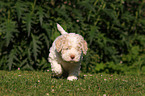 Lagotto Romagnolo Welpe